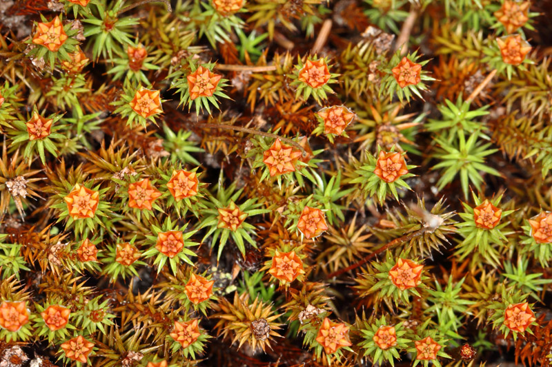 Polytrichum piliferum